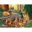Schmidt Spiele Puzzle 1000 pièces - Loups en famille