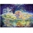 Schmidt Spiele Puzzle 1500 pièces - Joséphine Wall : Aphrodite