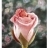 Schmidt Spiele Puzzle 500 pièces - Anne Geddes : L'enfant à la rose