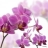 Tableau design ORCHIDEES VIOLETTES