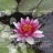 Tableau impression photo Nenuphar rose