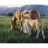 White Mountain Puzzles Puzzle 1000 pièces - Blondes crinières